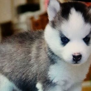 Meet your Posher, Katie